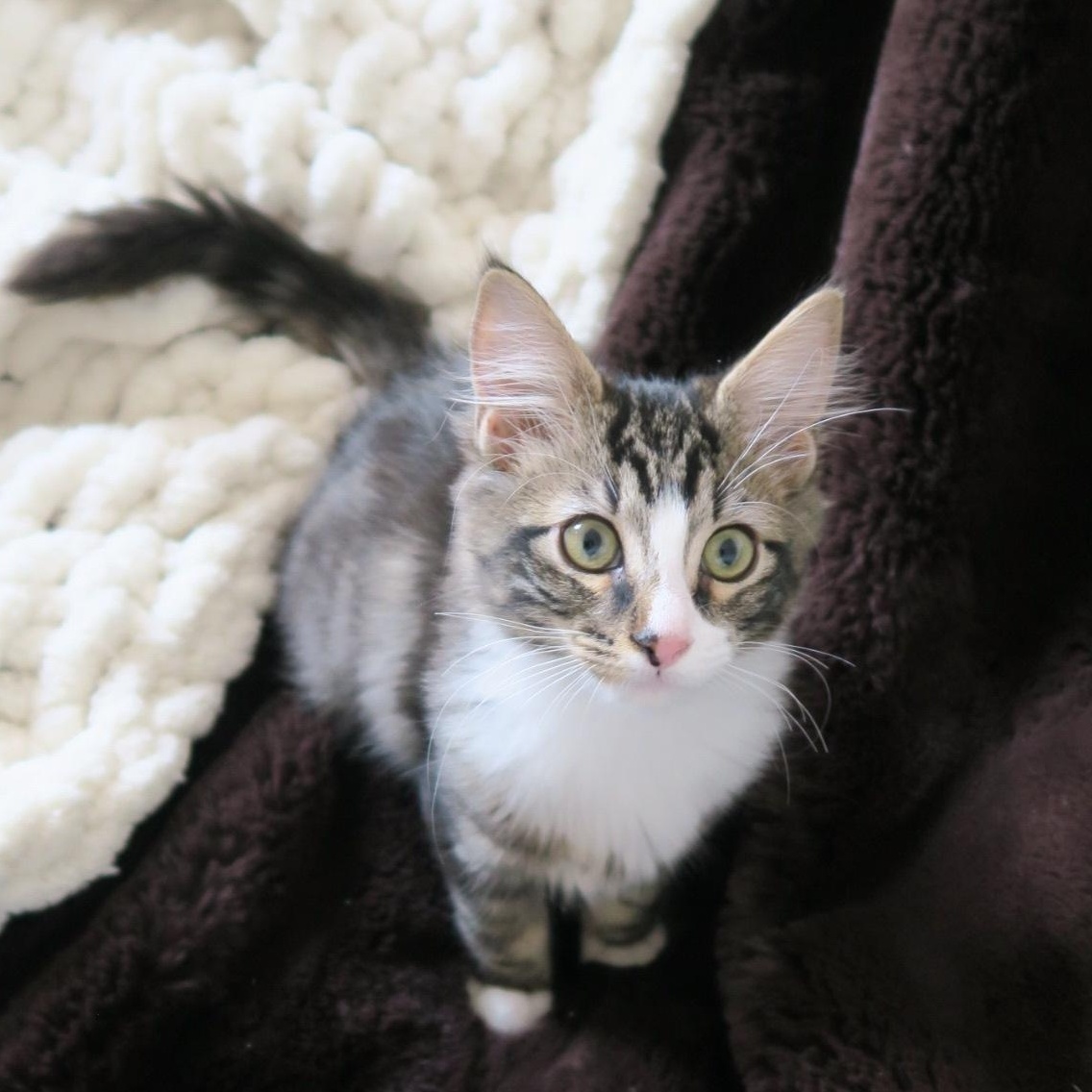Enlarge March, an adopted Domestic Long Hair in Portland, OR image 2/5