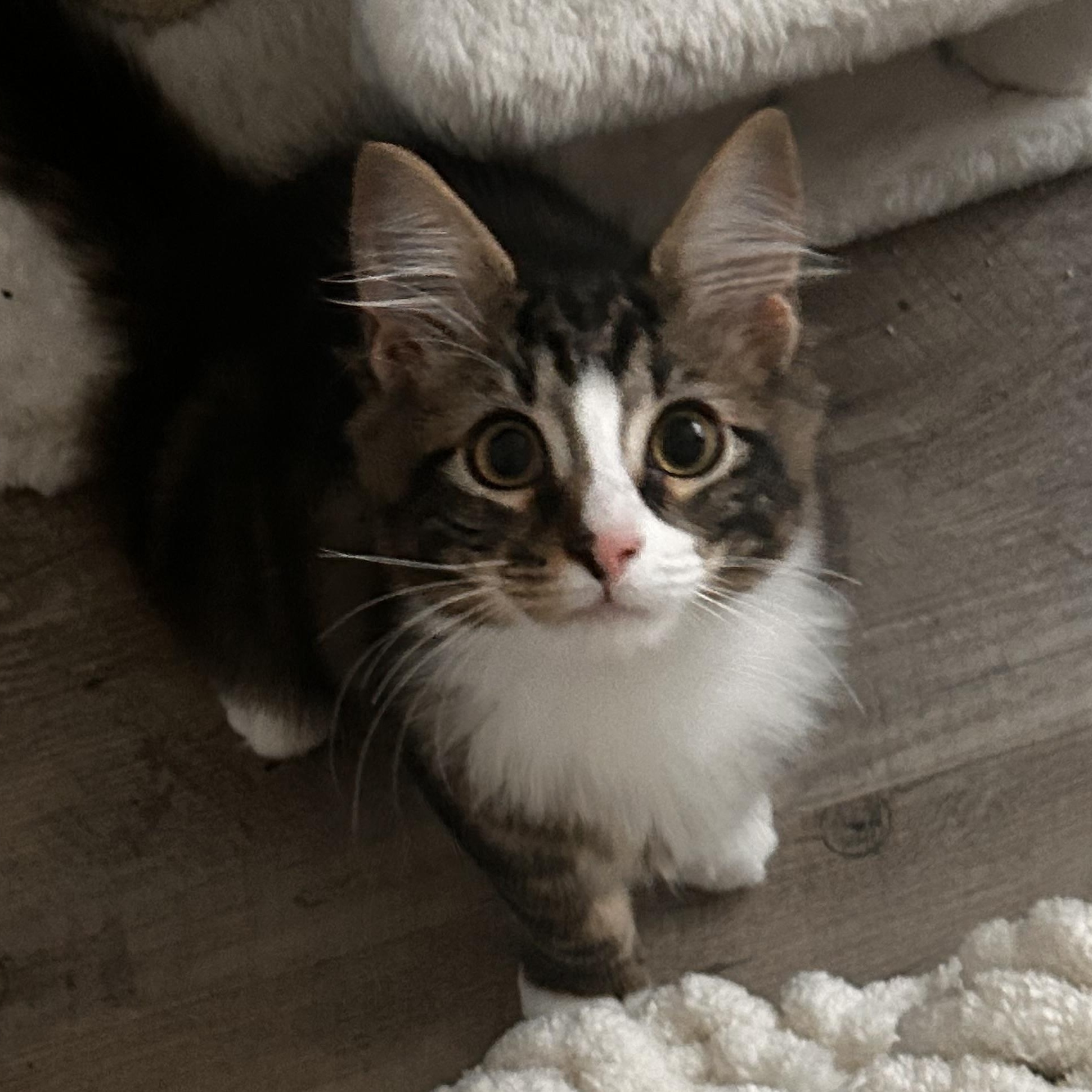 Enlarge March, an adopted Domestic Long Hair in Portland, OR image 5/5