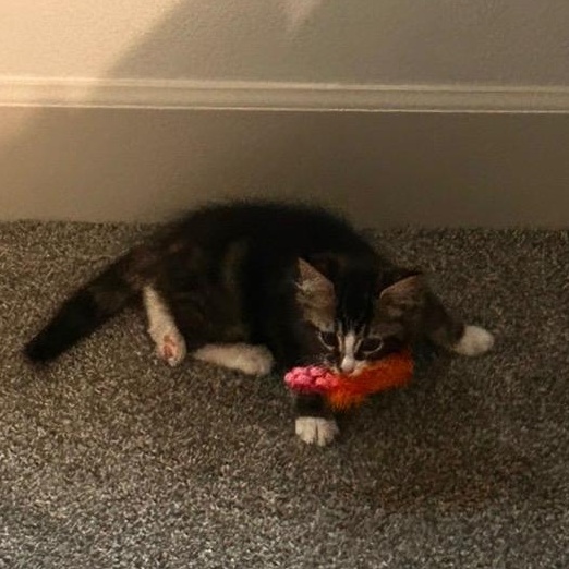 Enlarge March, an adopted Domestic Long Hair in Portland, OR image 3/5