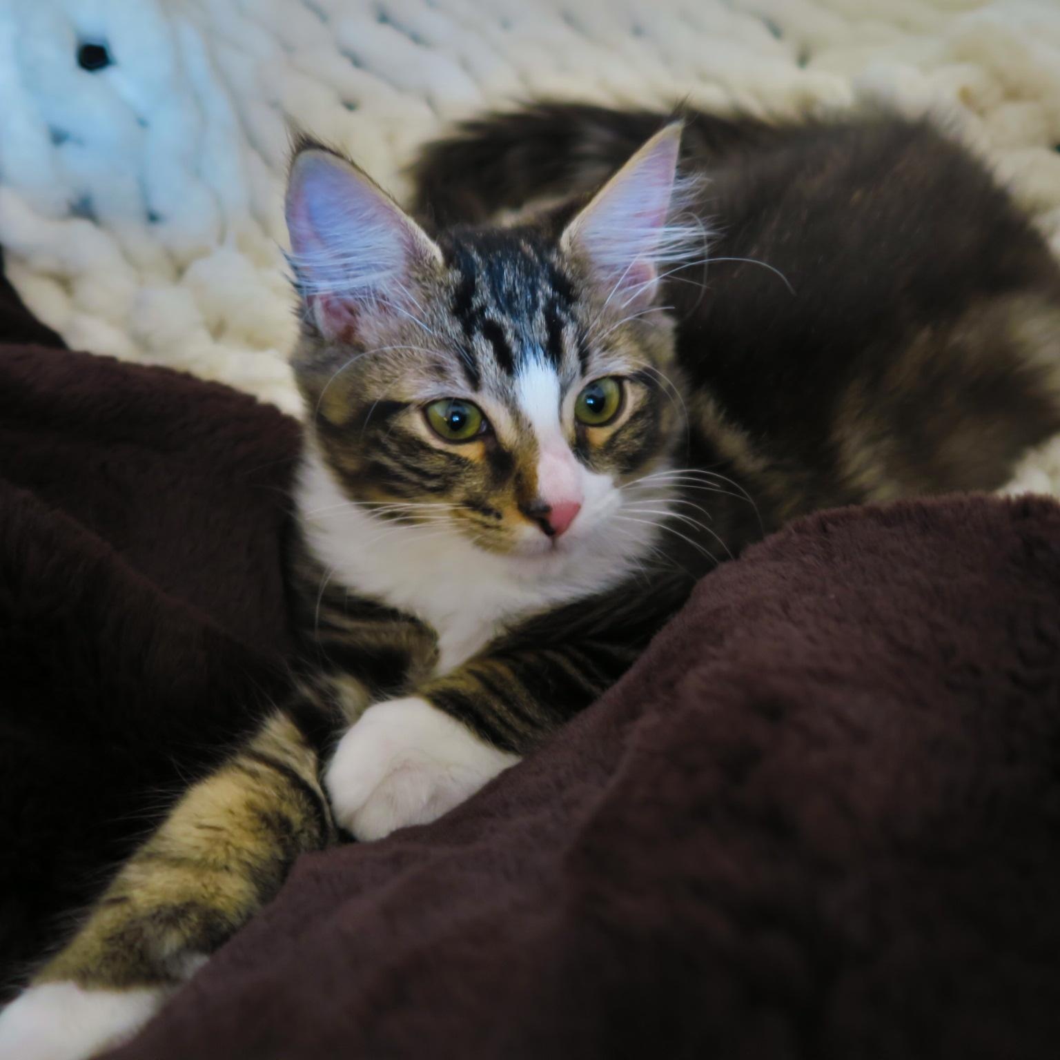 March, adopted, Kitten Male Domestic Long Hair.