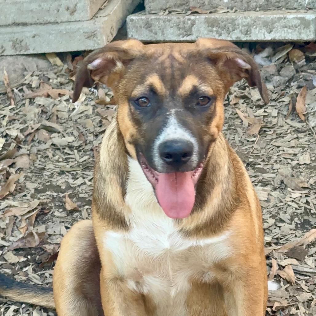 Spencer, Adoptable, Young Male Shepherd.