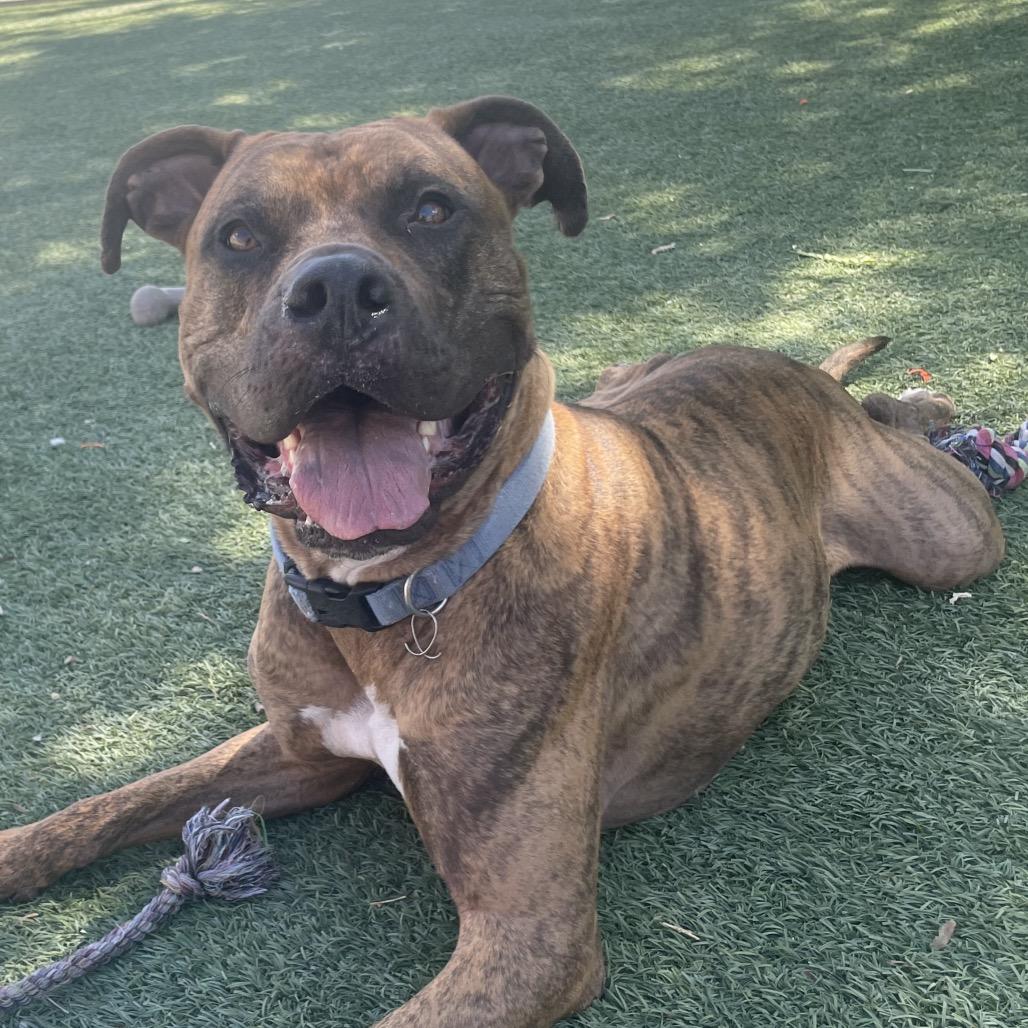 Enlarge Jericho, a Adoptable mixed breed in Henderson, NV image 1/2