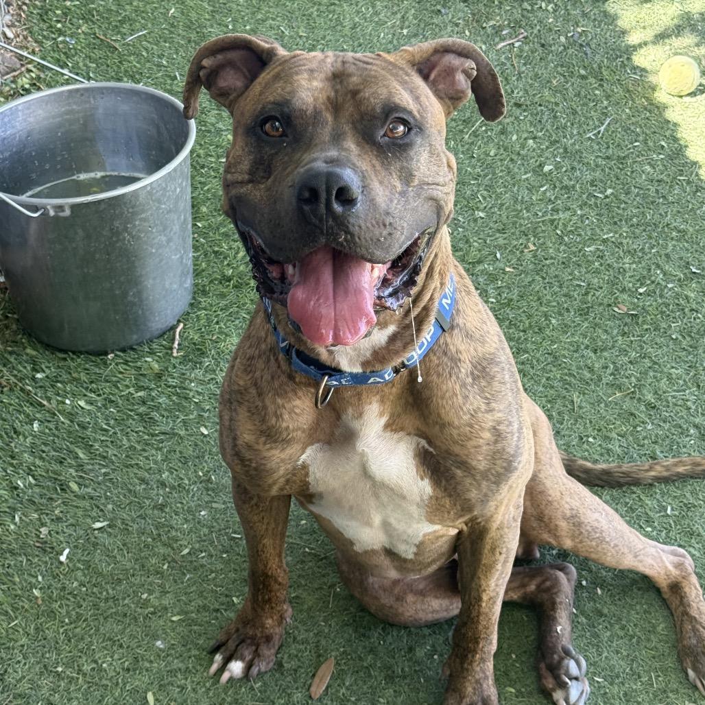 Jericho, a Adoptable mixed breed in Henderson, NV image 2/4