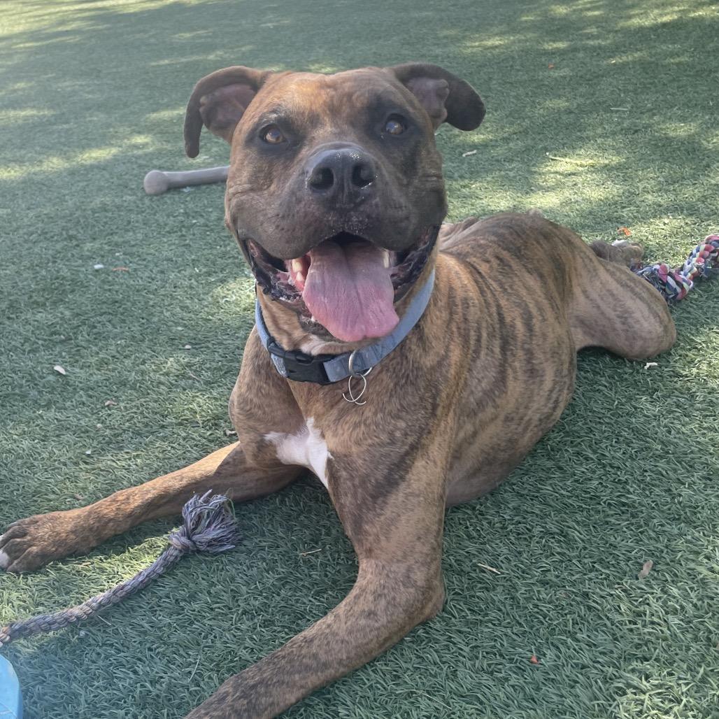Enlarge Jericho, a Adoptable mixed breed in Henderson, NV image 2/2