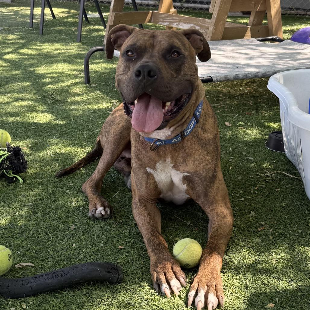 Jericho, a Adoptable mixed breed in Henderson, NV image 4/4