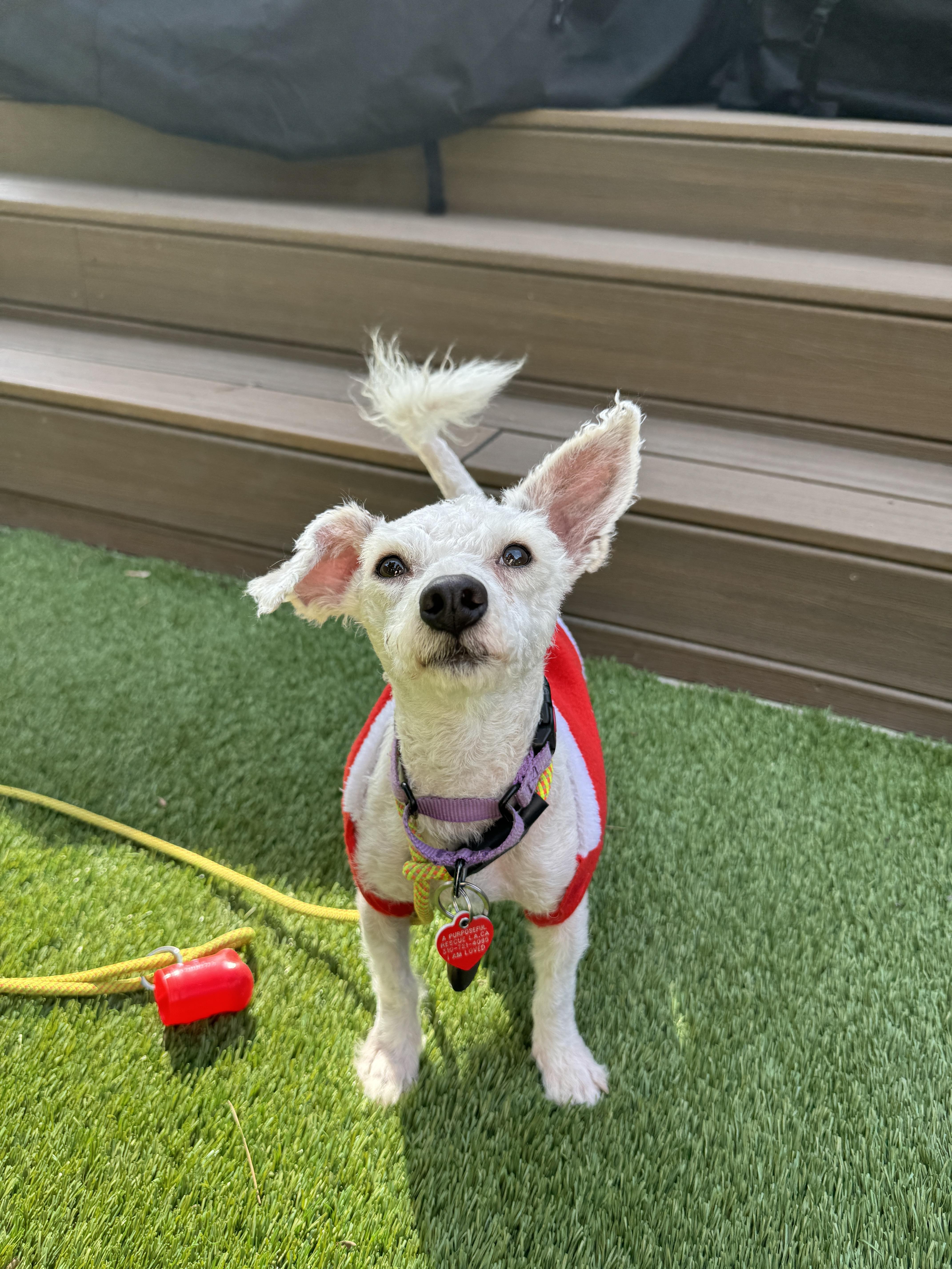 GlueStick , an adopted mixed breed in Los Angeles, CA image 1/6