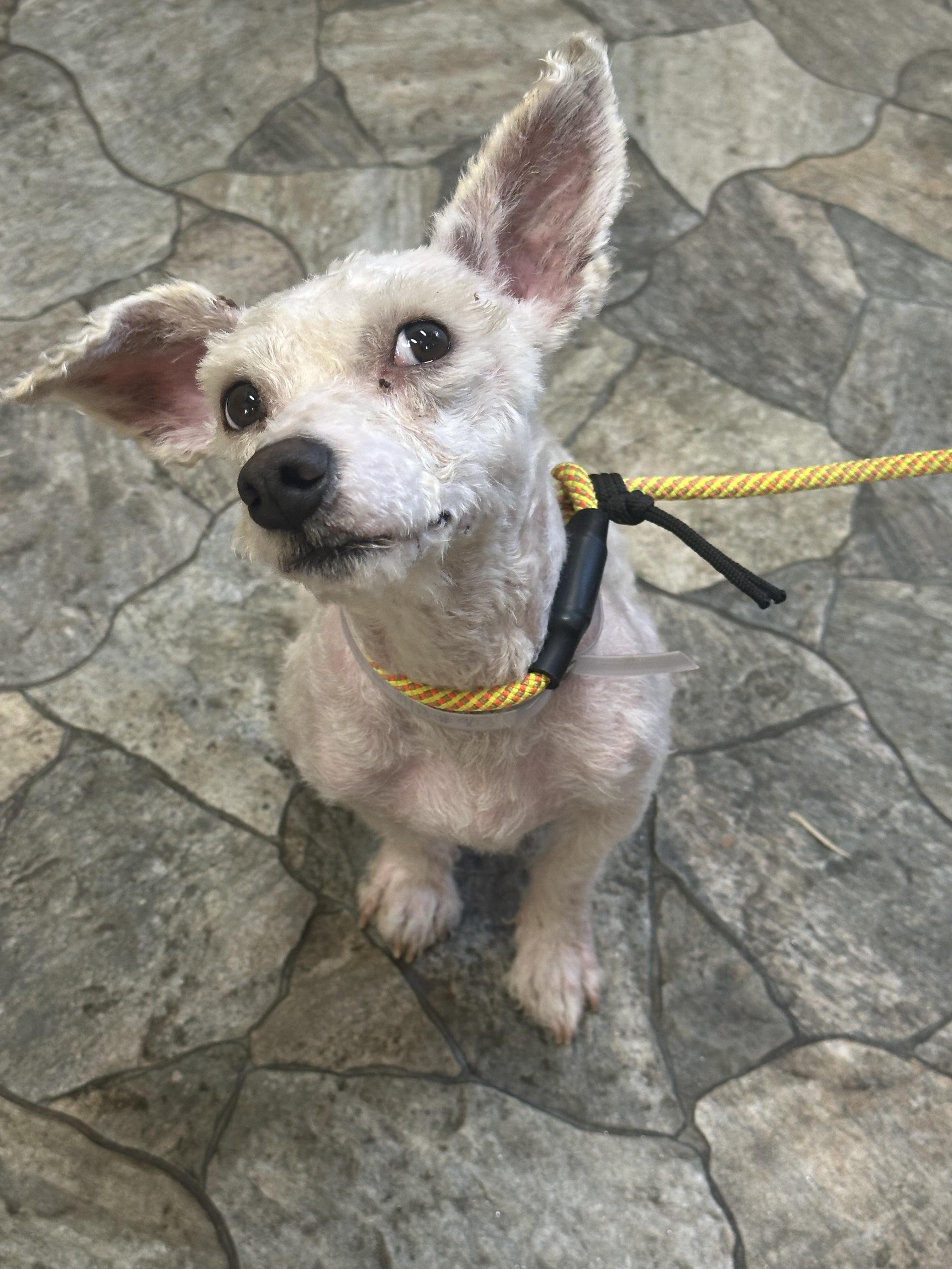 GlueStick , an adopted mixed breed in Los Angeles, CA image 4/6