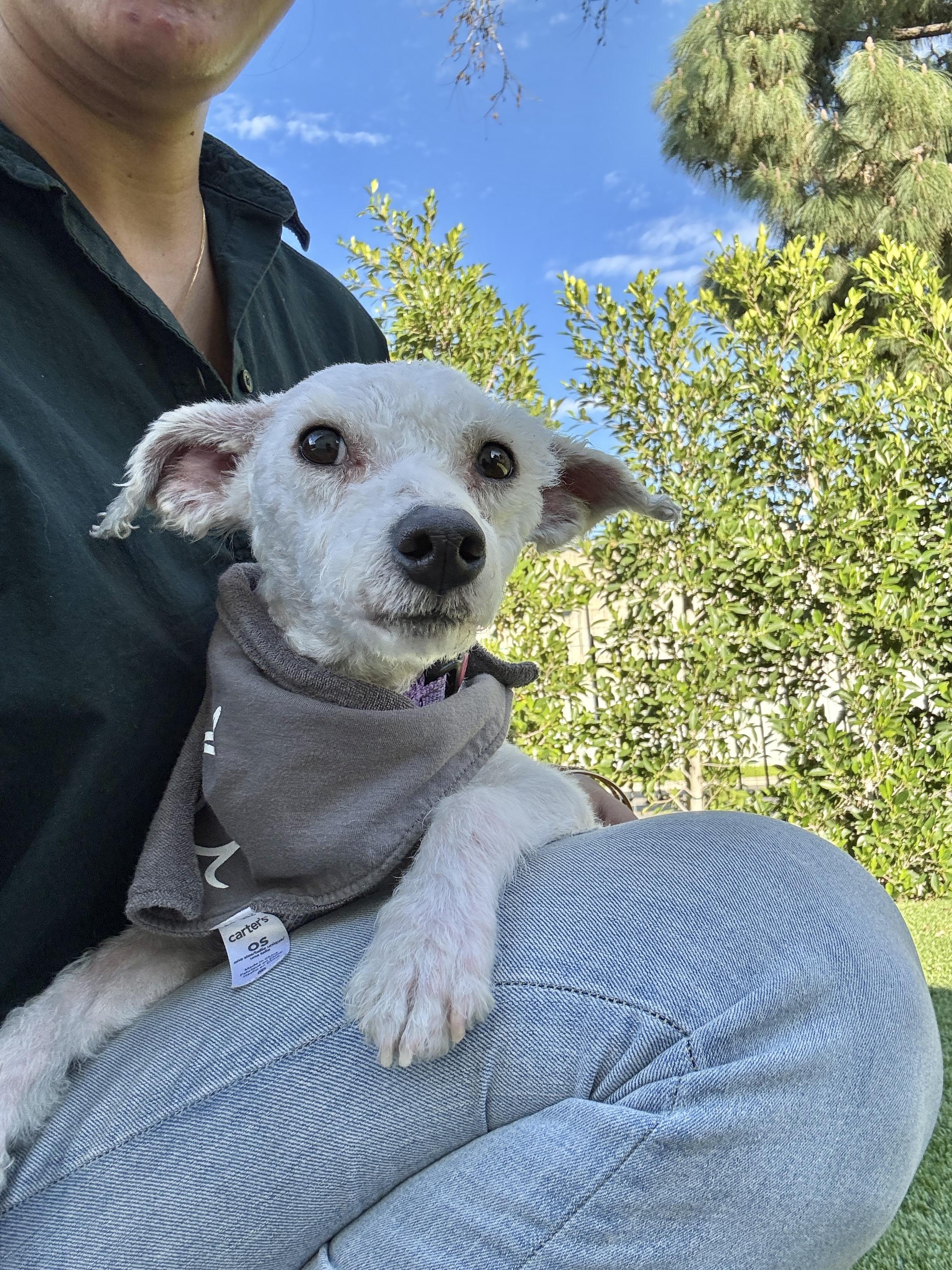 GlueStick , an adopted mixed breed in Los Angeles, CA image 3/6