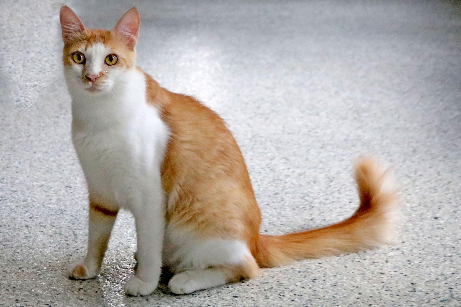 Enlarge Romi, a Adoptable Domestic Short Hair in Buford, GA image 1/3