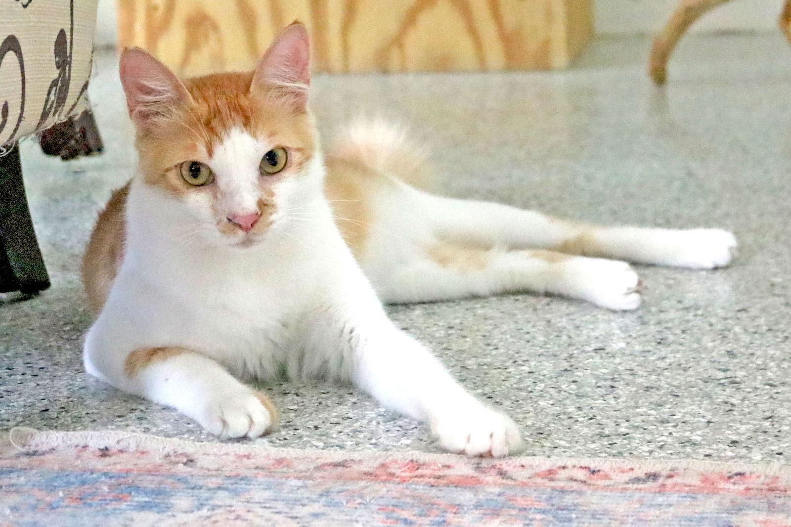 Enlarge Romi, a Adoptable Domestic Short Hair in Buford, GA image 2/3