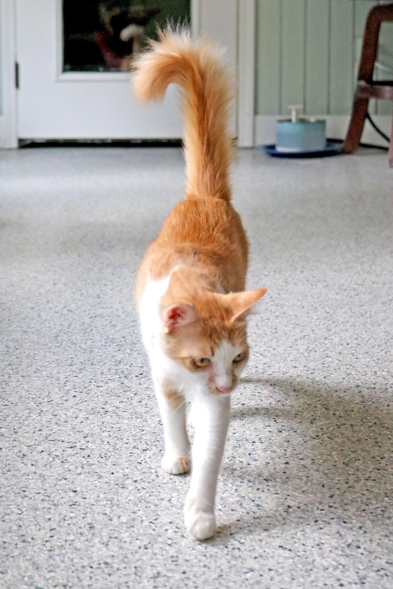 Enlarge Romi, a Adoptable Domestic Short Hair in Buford, GA image 3/3