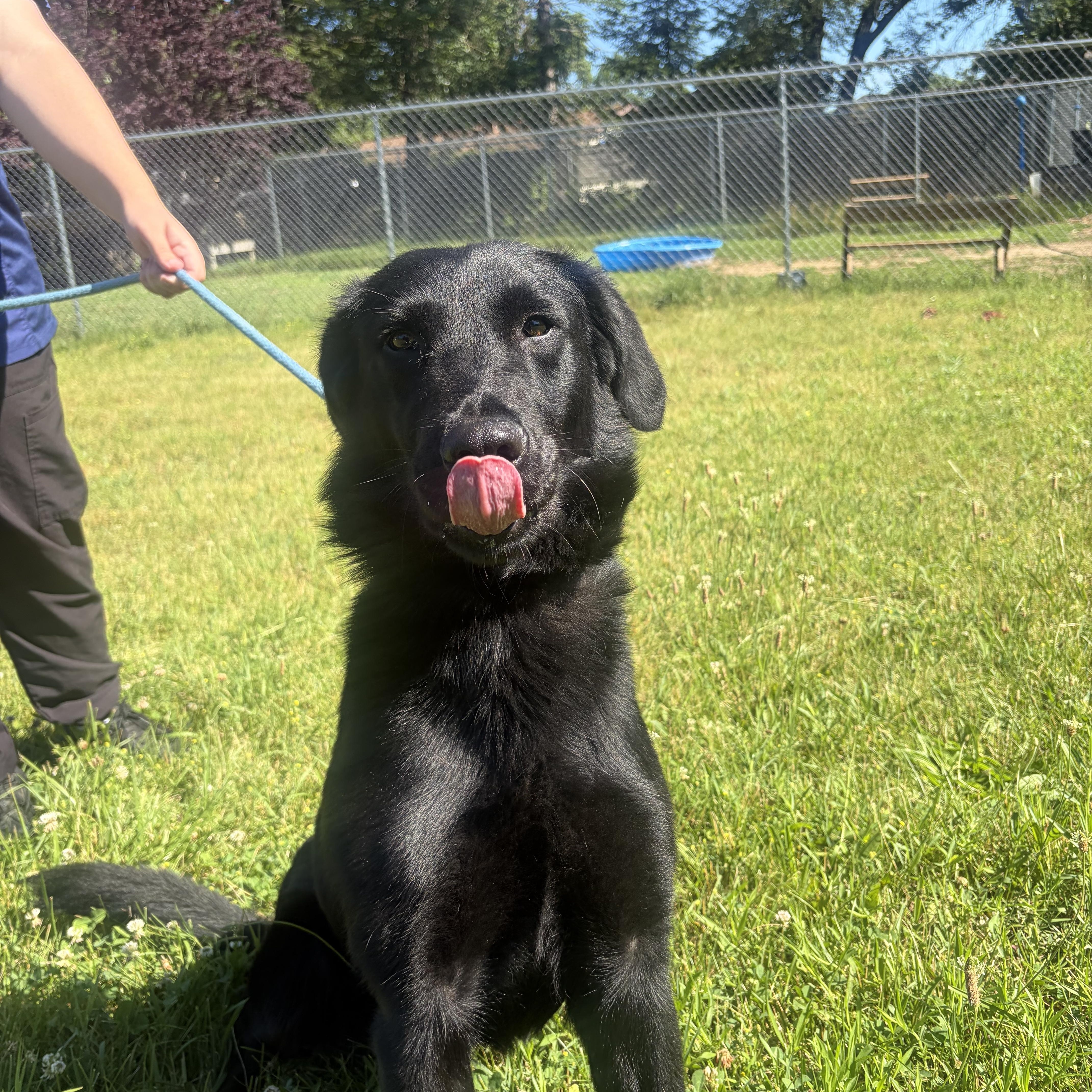 Enlarge Katana, an adopted mixed breed in Mishawaka, IN image 2/3