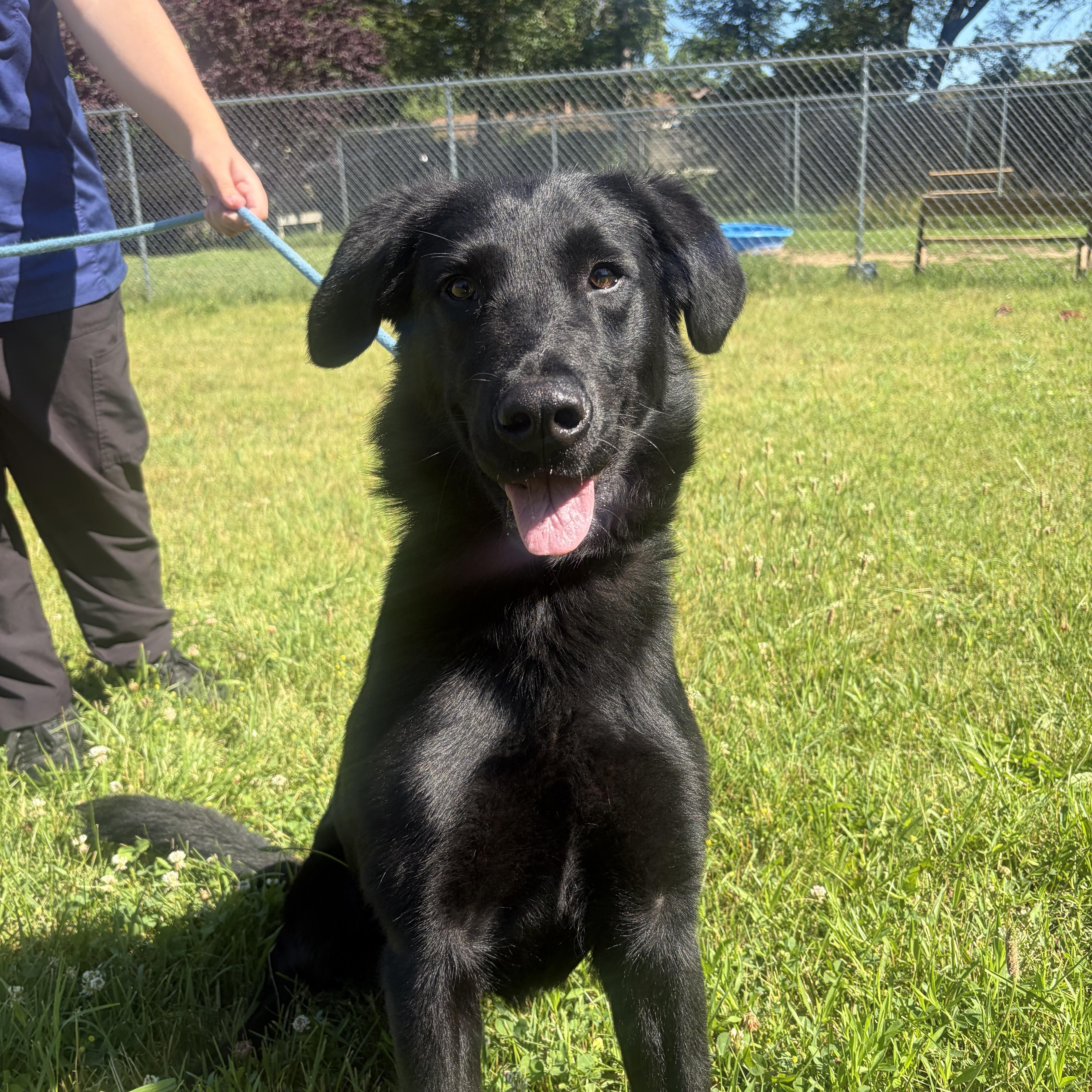 Enlarge Katana, an adopted mixed breed in Mishawaka, IN image 1/3