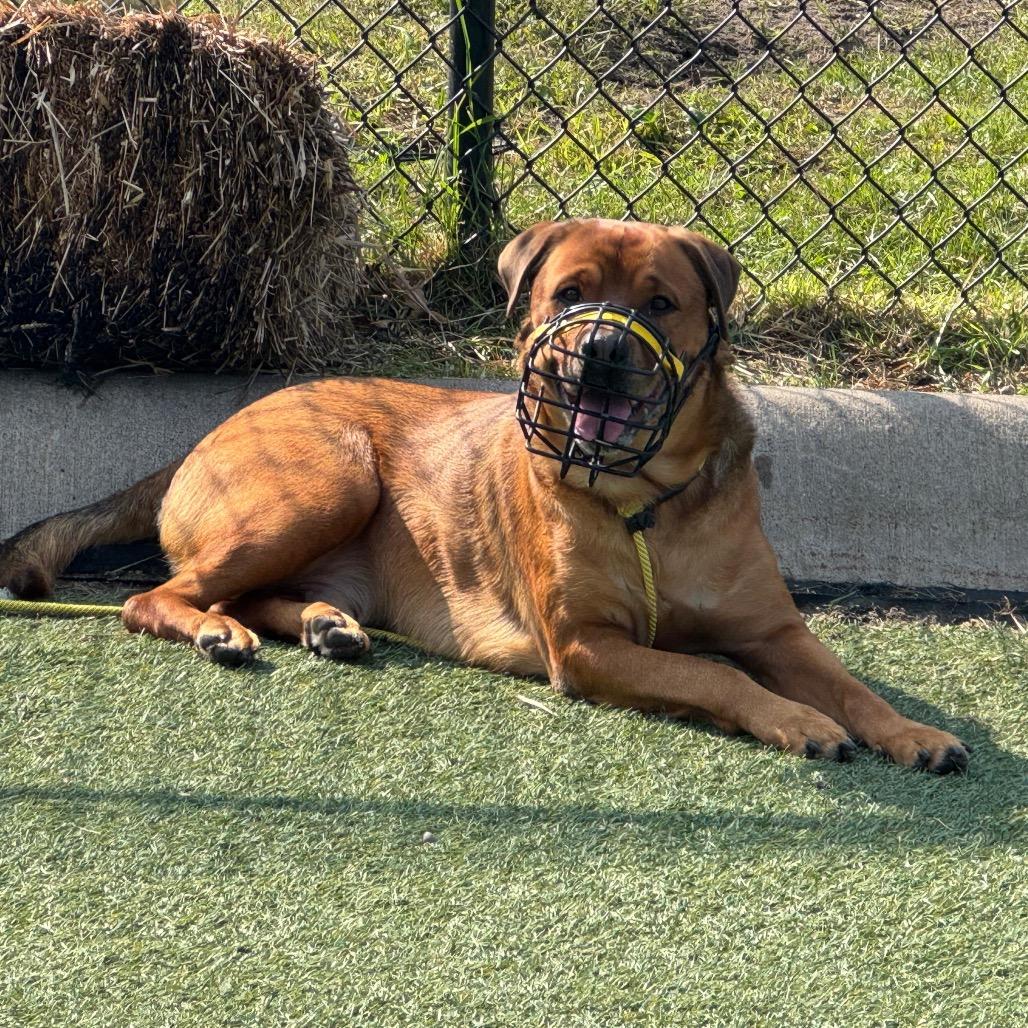 Cody (FKA Chopper), Adoptable, Adult Male Mixed Breed.