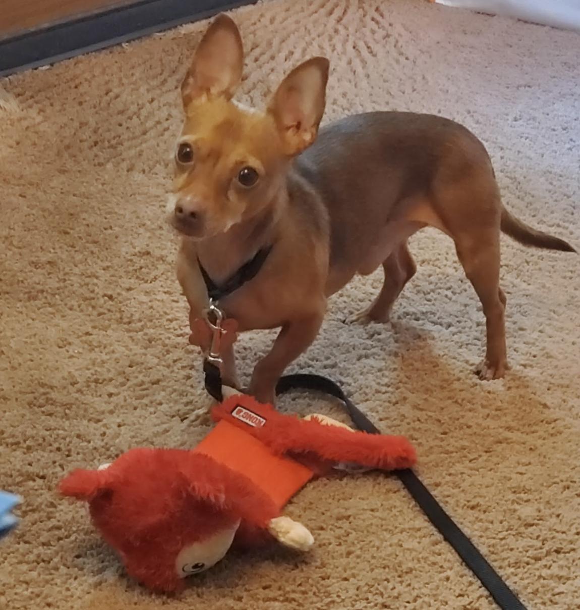 Coco8, Adoptable, Adult Male Chihuahua & Dachshund.