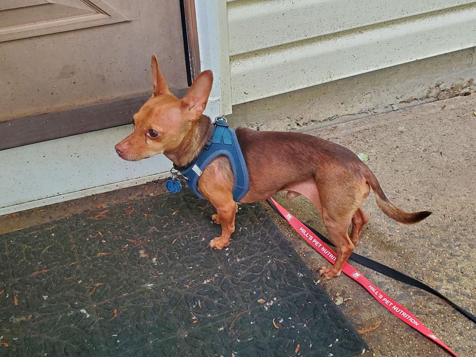 Coco8, a Adoptable mixed breed in Herndon, VA image 3/3