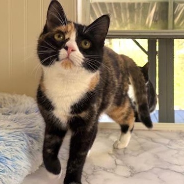 Tia and Tamera, ADOPTABLE, Kitten Female Domestic Short Hair.