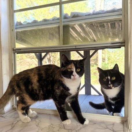Tia and Tamera, a ADOPTABLE Domestic Short Hair in Sweetwater, TN image 2/6