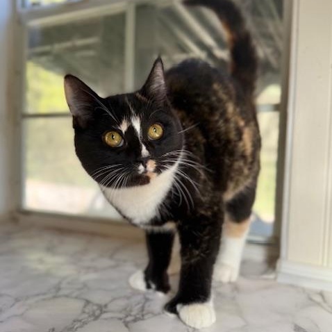 Tia and Tamera, a ADOPTABLE Domestic Short Hair in Sweetwater, TN image 3/6