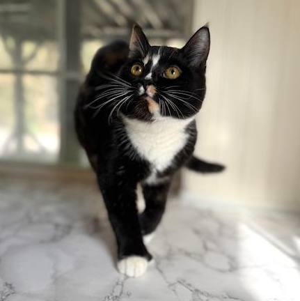 Tia and Tamera, a ADOPTABLE Domestic Short Hair in Sweetwater, TN image 4/6