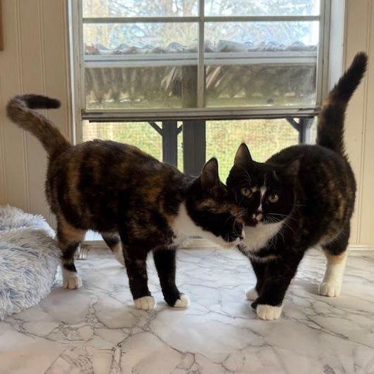 Tia and Tamera, a ADOPTABLE Domestic Short Hair in Sweetwater, TN image 5/6