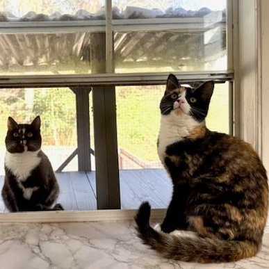 Tia and Tamera, a ADOPTABLE Domestic Short Hair in Sweetwater, TN image 6/6