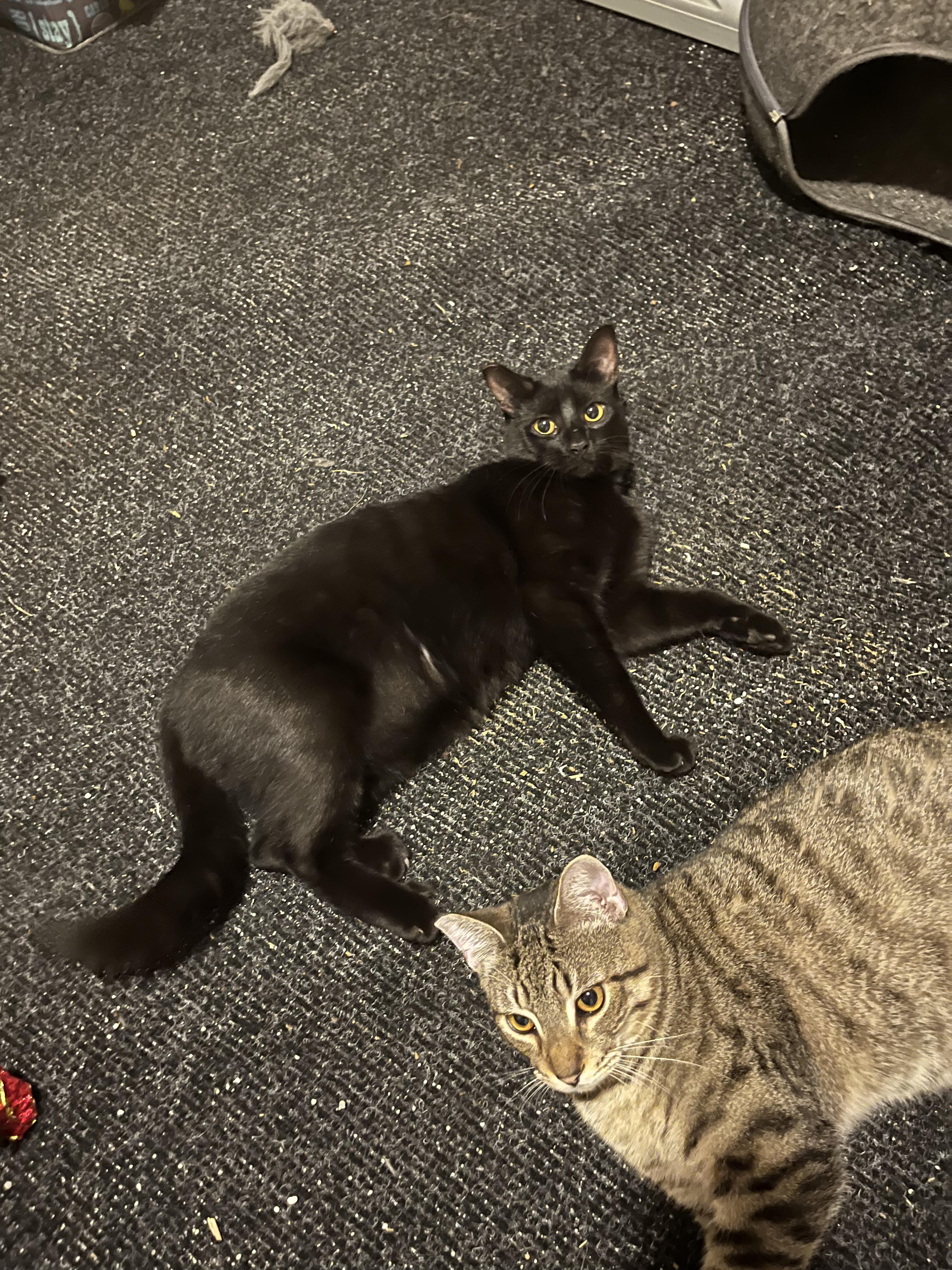 Enlarge Wednesday, a Adoptable Domestic Short Hair in New Orleans, LA image 6/6