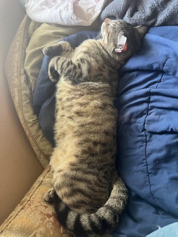 Enlarge Wednesday and Bandit, a Adoptable mixed breed in New Orleans, LA image 5/6