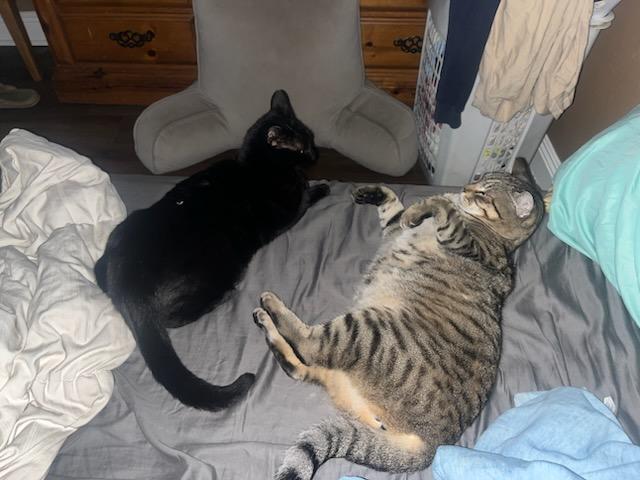 Enlarge Wednesday and Bandit, a Adoptable mixed breed in New Orleans, LA image 6/6