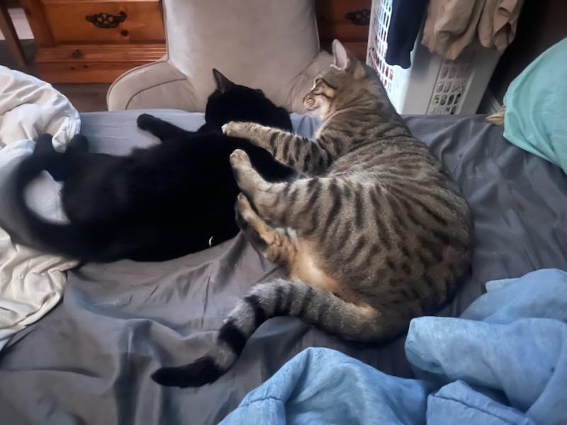 Wednesday and Bandit, Adoptable, Young Female Domestic Short Hair.