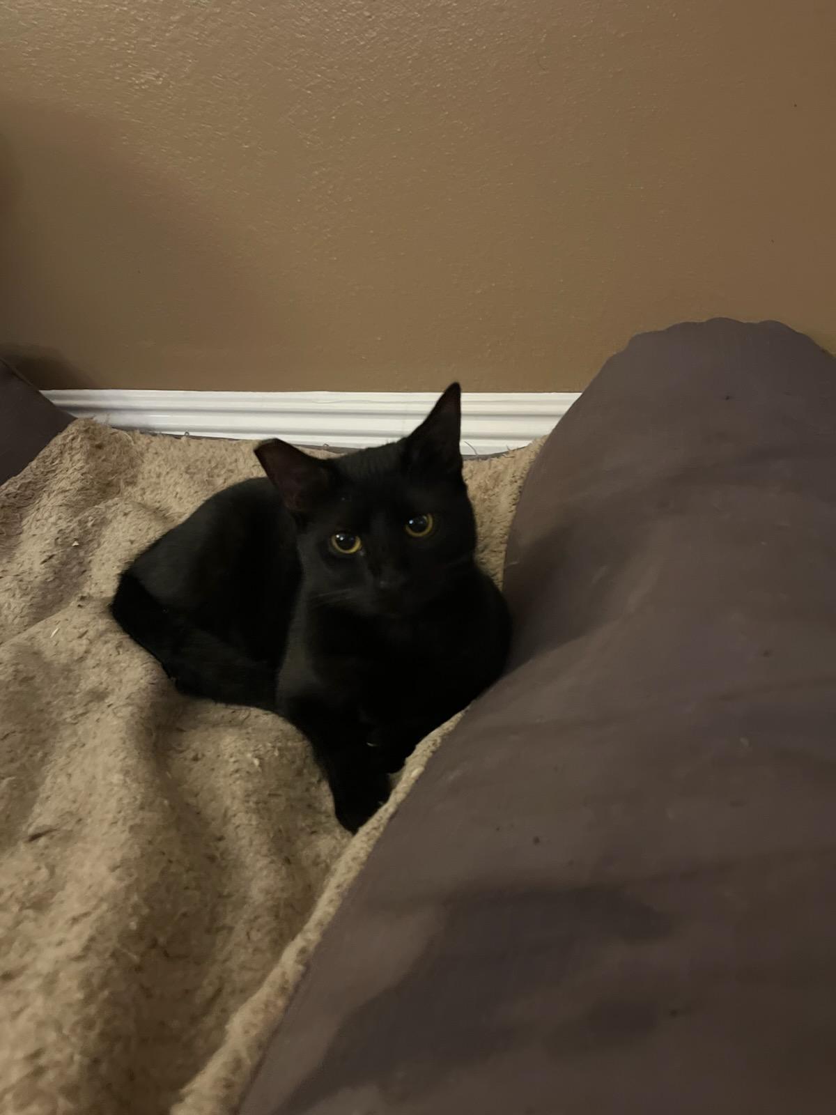 Enlarge Wednesday, a Adoptable Domestic Short Hair in New Orleans, LA image 4/6