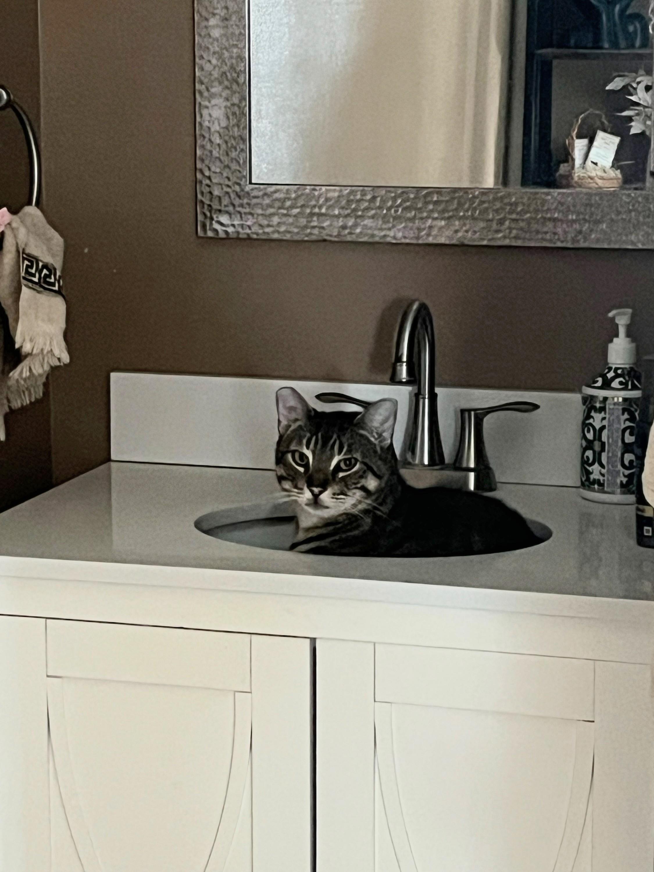 Enlarge Wednesday and Bandit, a Adoptable mixed breed in New Orleans, LA image 4/6