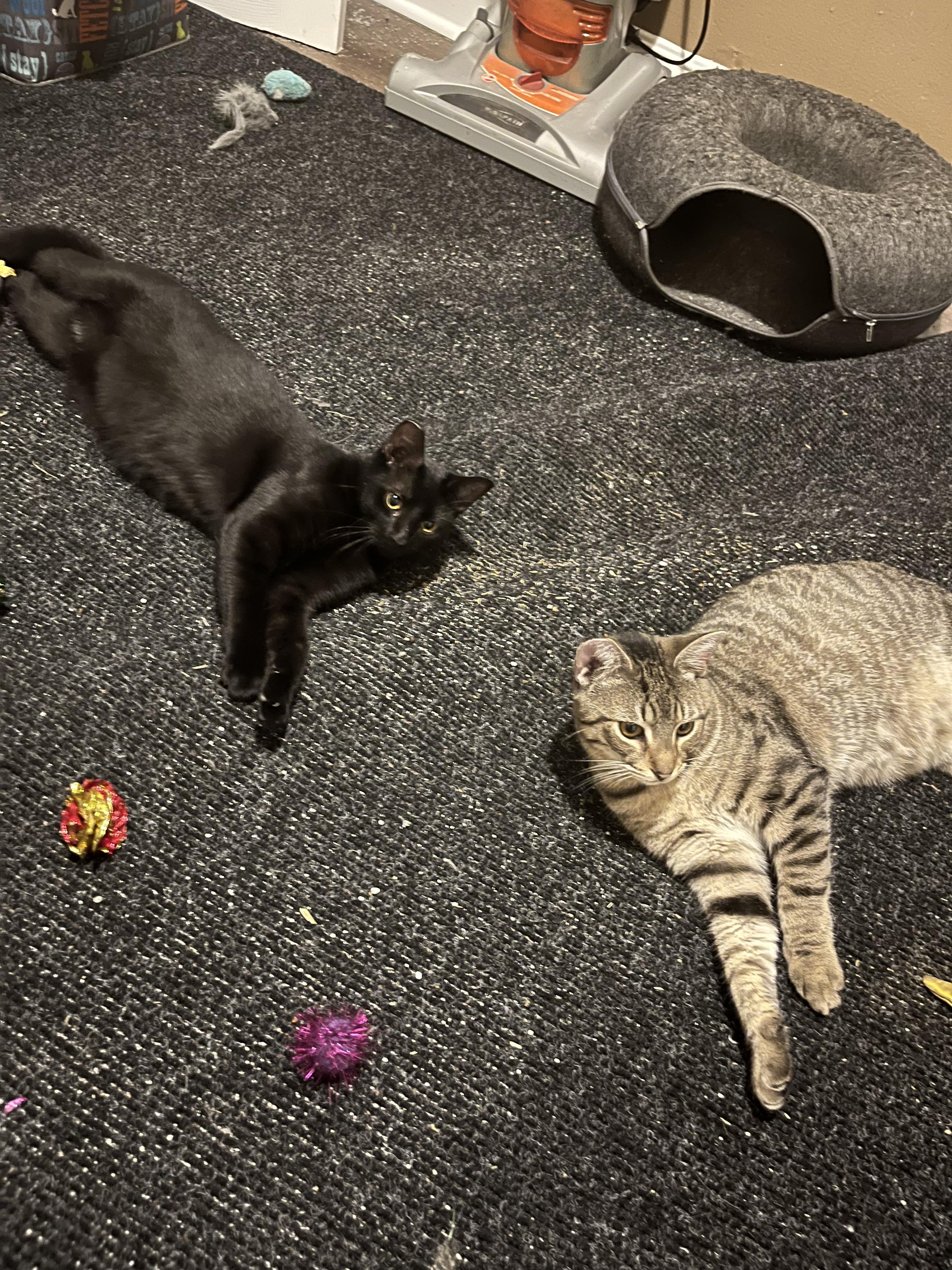 Enlarge Wednesday, a Adoptable Domestic Short Hair in New Orleans, LA image 5/6