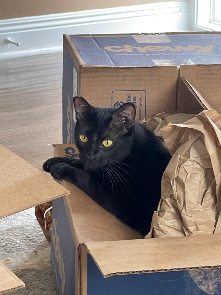 Enlarge Wednesday, a Adoptable Domestic Short Hair in New Orleans, LA image 1/6