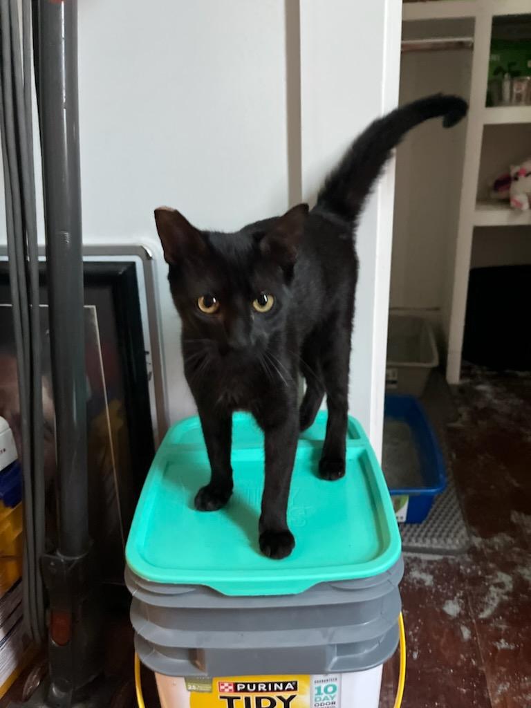 Enlarge Wednesday, a Adoptable Domestic Short Hair in New Orleans, LA image 2/6