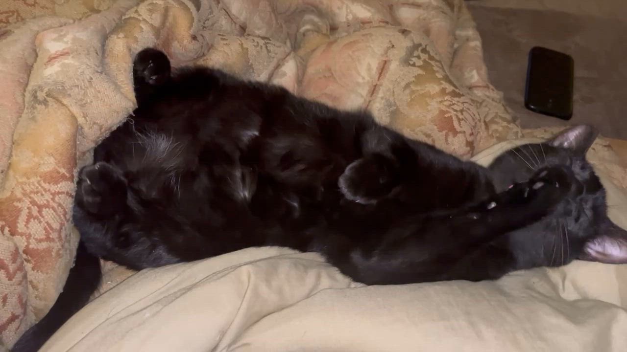 Enlarge Wednesday, a Adoptable Domestic Short Hair in New Orleans, LA video 3/6