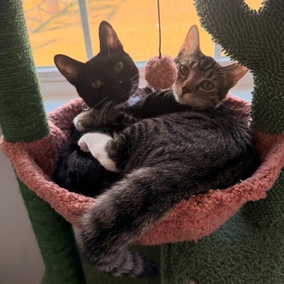 Babou & Toof, ADOPTABLE, Kitten Female Tabby & Bombay.