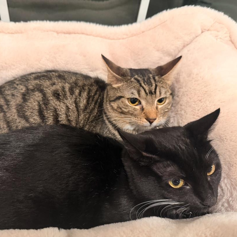 Enlarge Babou & Toof, a ADOPTABLE mixed breed in Hyattsville, MD image 6/6