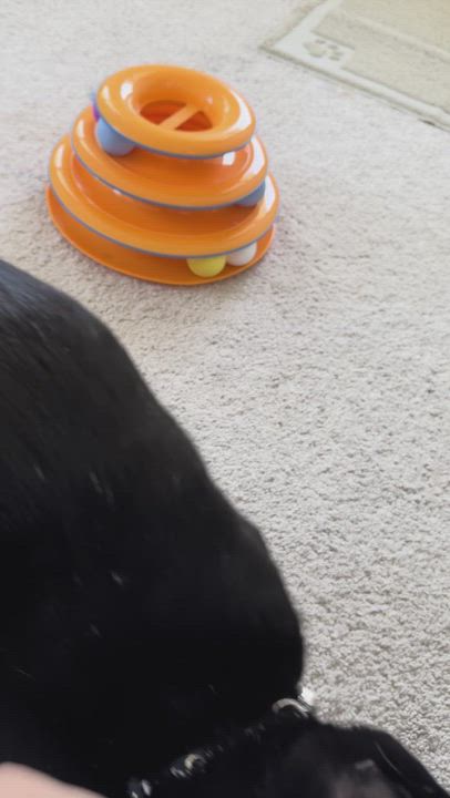 Enlarge Babou & Toof, a ADOPTABLE mixed breed in Hyattsville, MD video 2/6