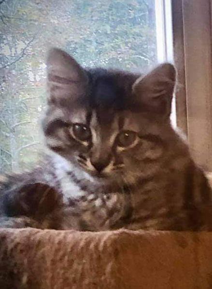 Wasabi, Adopted, Kitten Male Tabby & Domestic Short Hair.