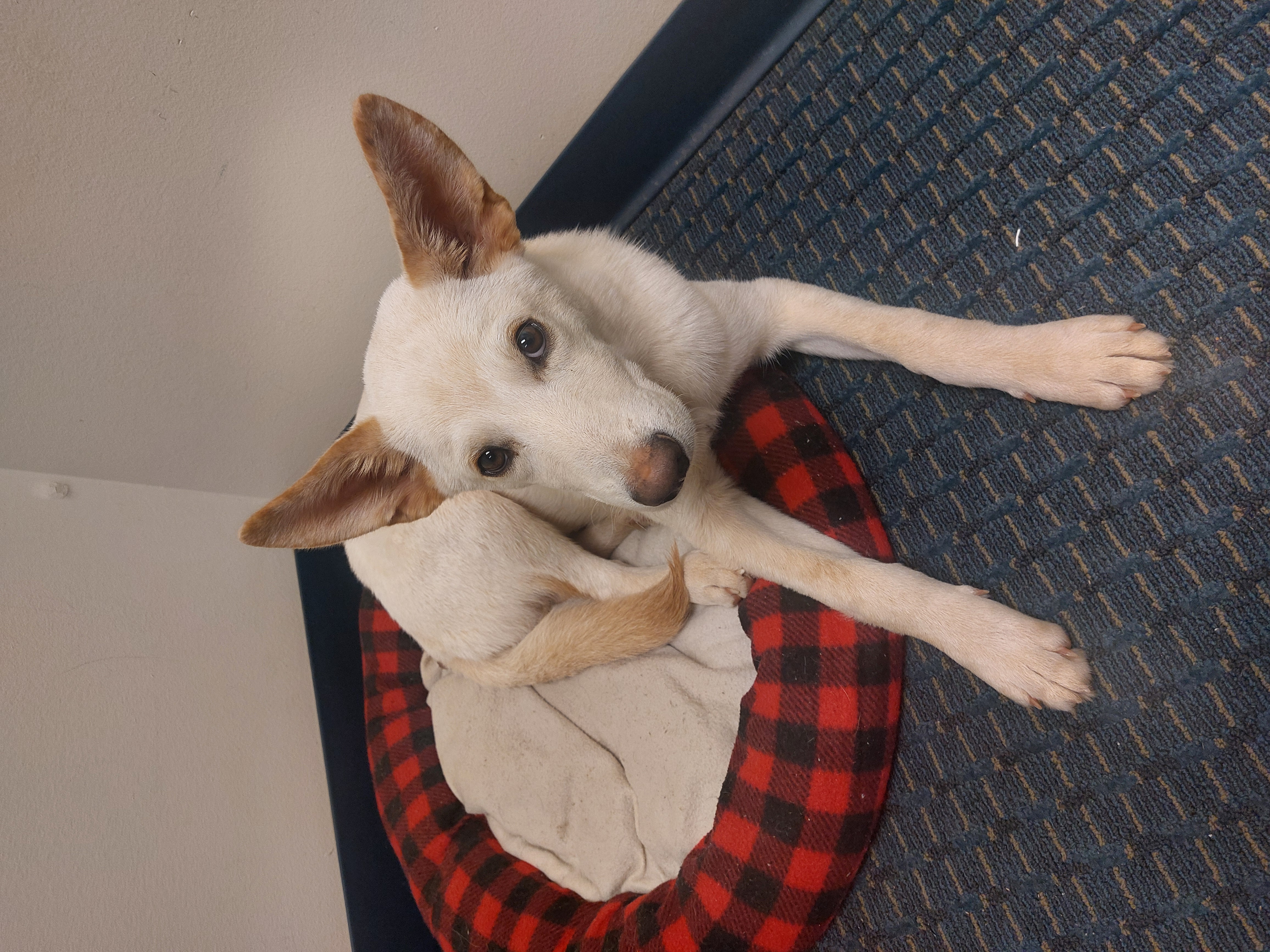 Jacob, a Adoptable mixed breed in Coldwater, MI image 4/4