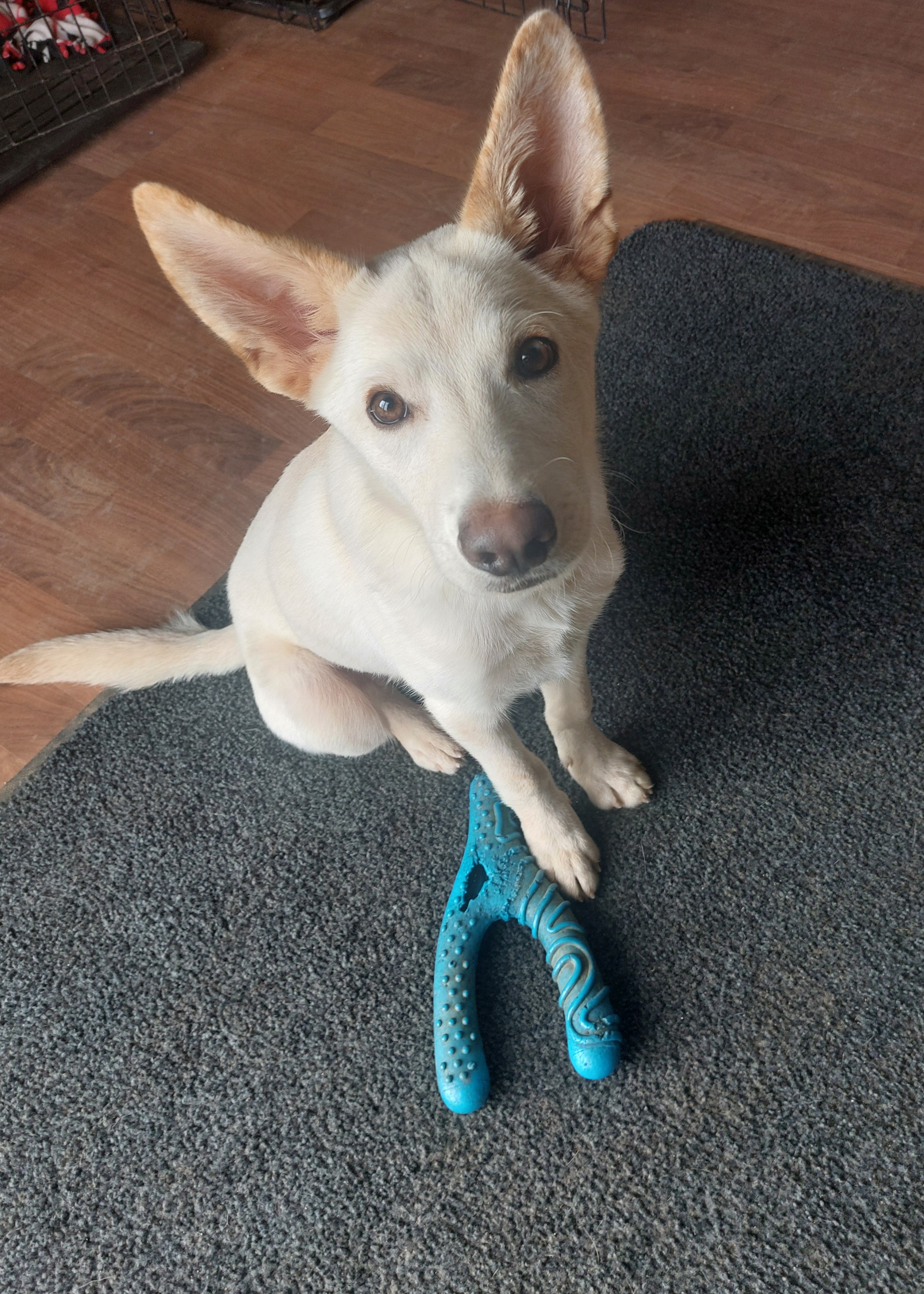 Jacob, a Adoptable mixed breed in Coldwater, MI image 3/4