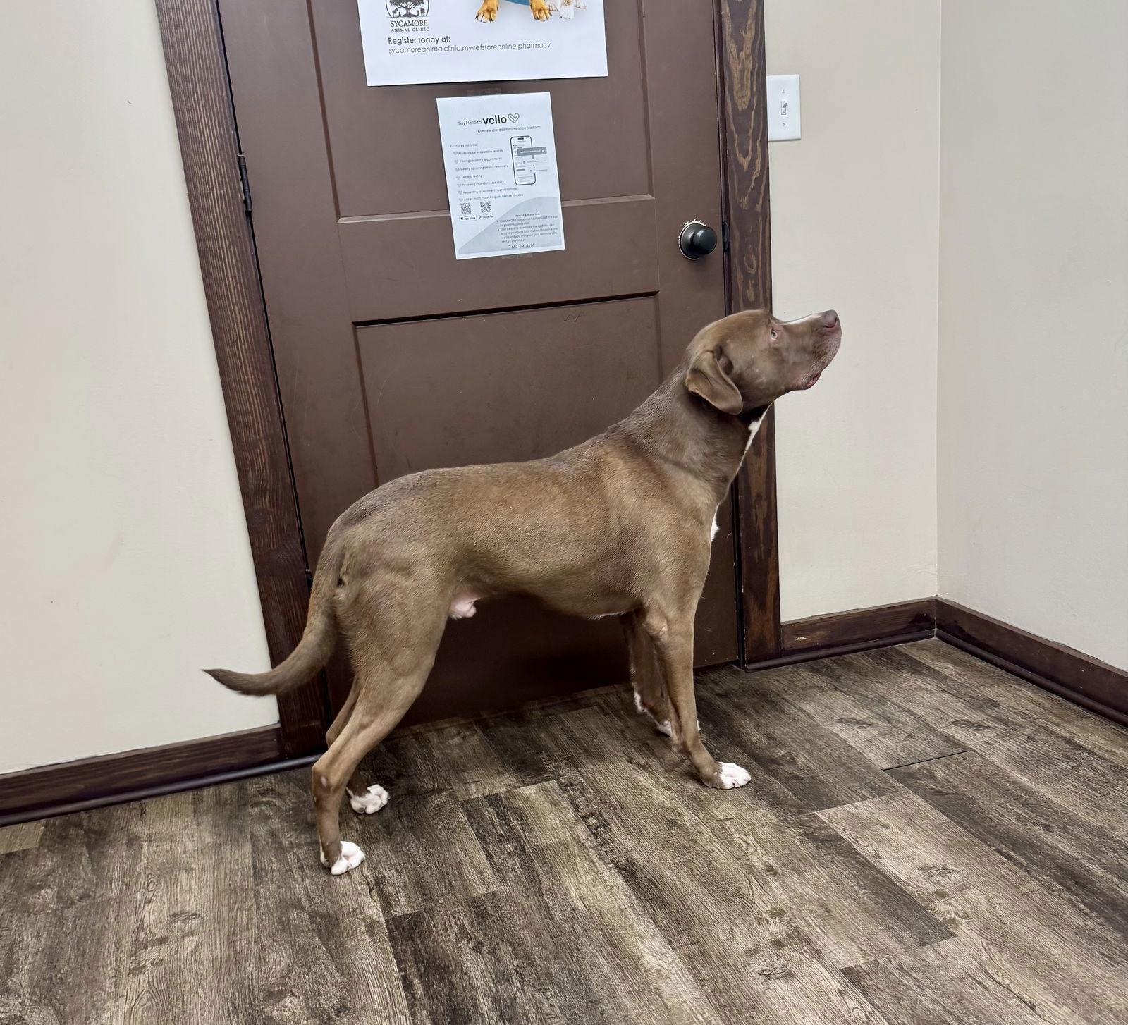 BOHDIE, Adoptable, Adult Male Labrador Retriever.