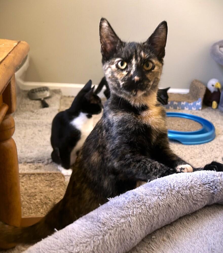 ELSA, Adoptable, Kitten Female Domestic Short Hair.