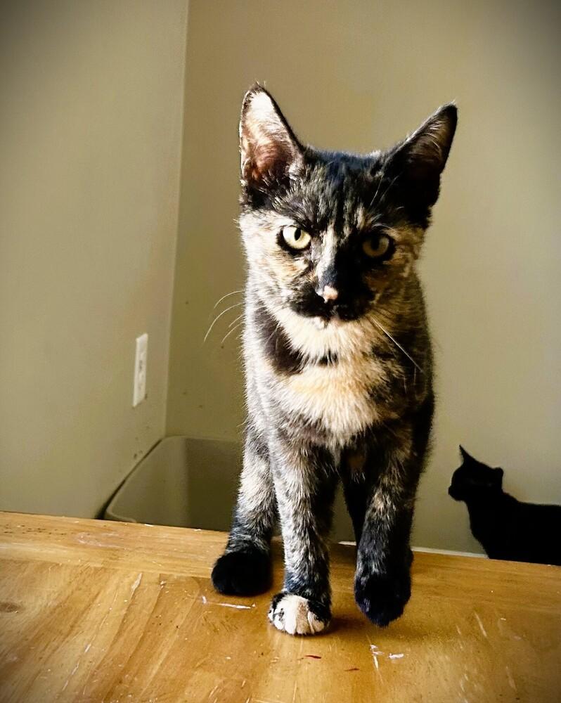 Enlarge ELSA, a Adoptable mixed breed in Mooresville, NC image 3/5