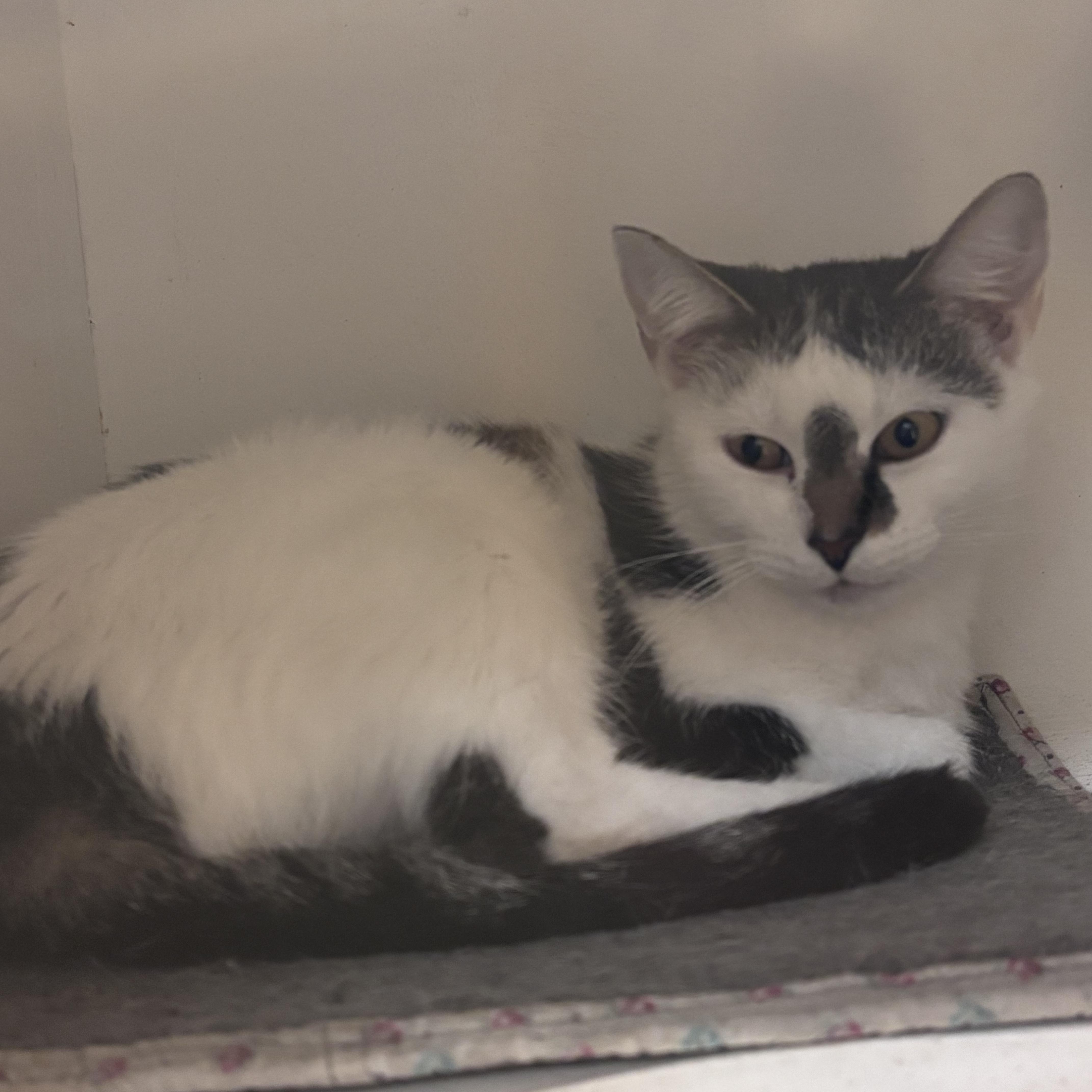 Izzy, Adoptable, Adult Female Domestic Short Hair.