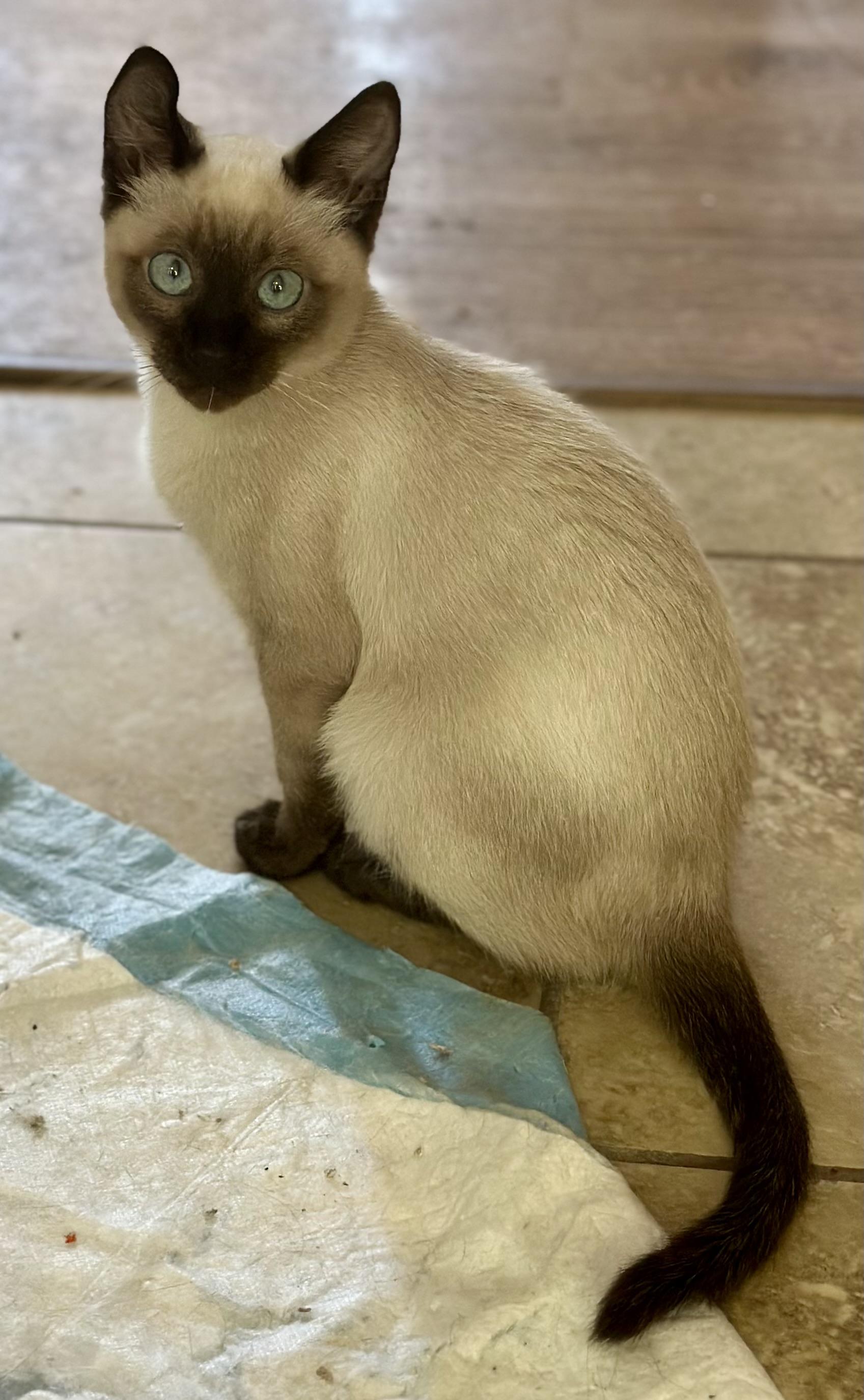 Beaker (Elmo), Adoptable, Kitten Male Siamese.