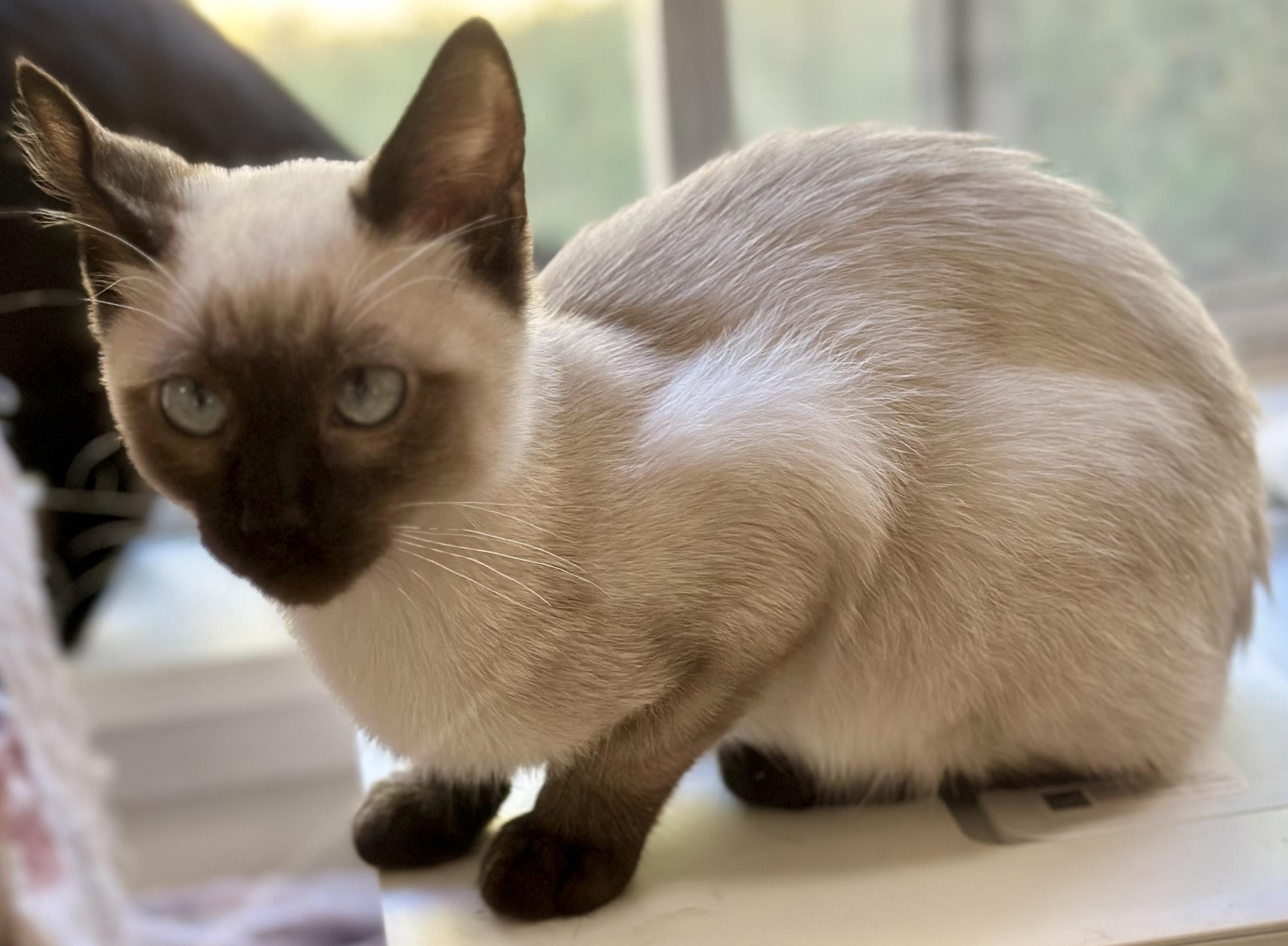 Enlarge Beaker (Elmo), a Adoptable Siamese in Davis, CA image 2/2