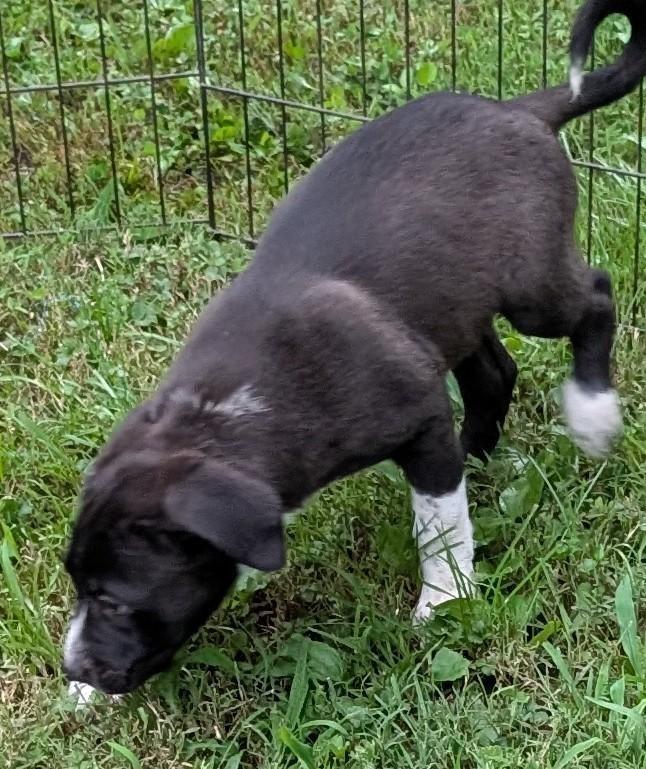 Enlarge Dallas, a ADOPTABLE mixed breed in Watertown, CT image 2/5