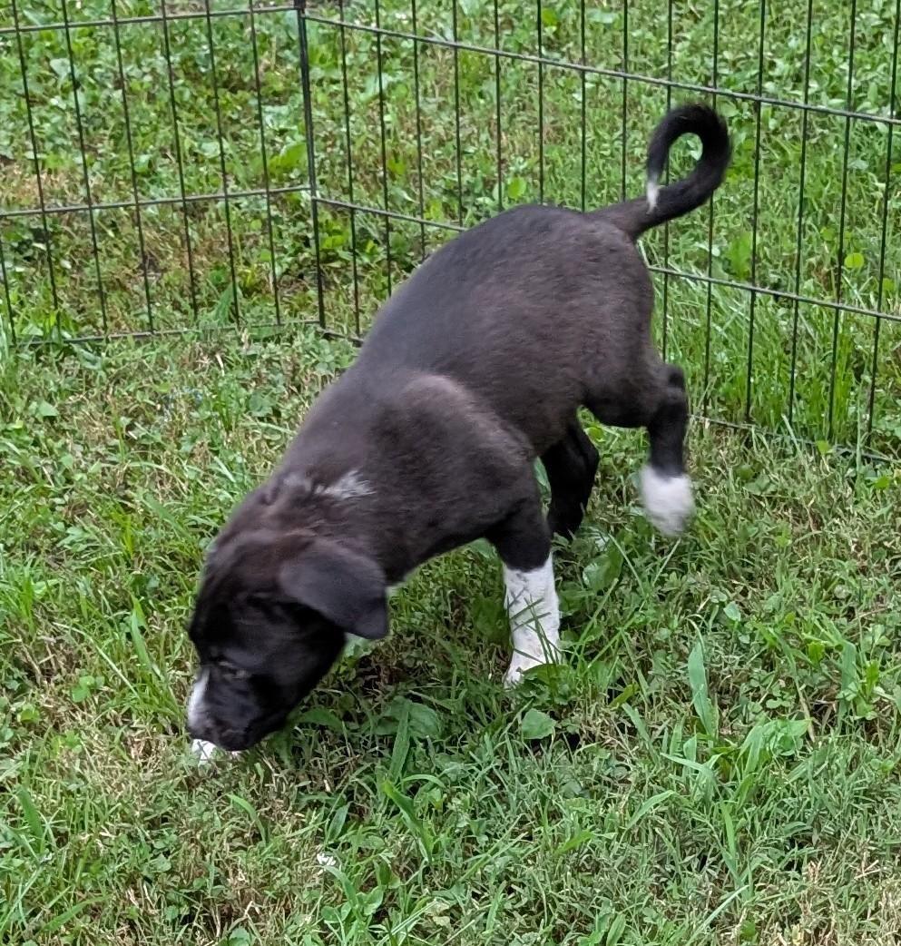 Enlarge Dallas, a ADOPTABLE mixed breed in Watertown, CT image 5/5